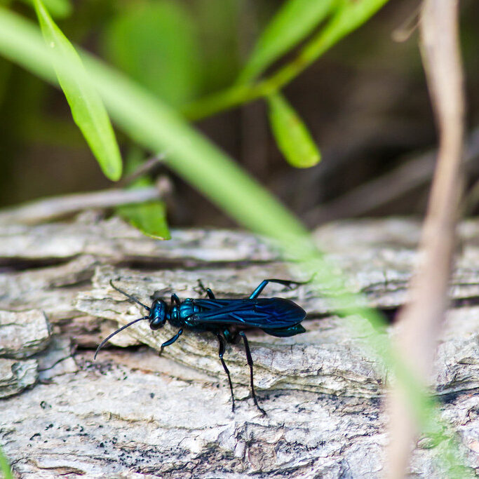 Iridescent blue and black wasp resting on fallen log.