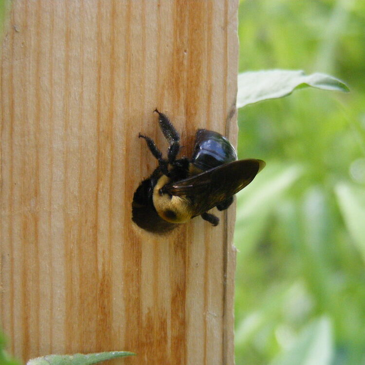 black and yellow carpenter bee entering a round opening in a wooden post