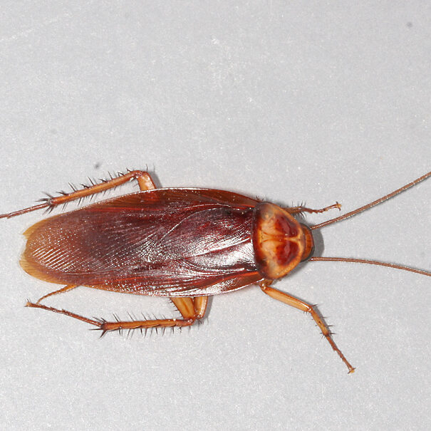 American cockroach on a grey background.
