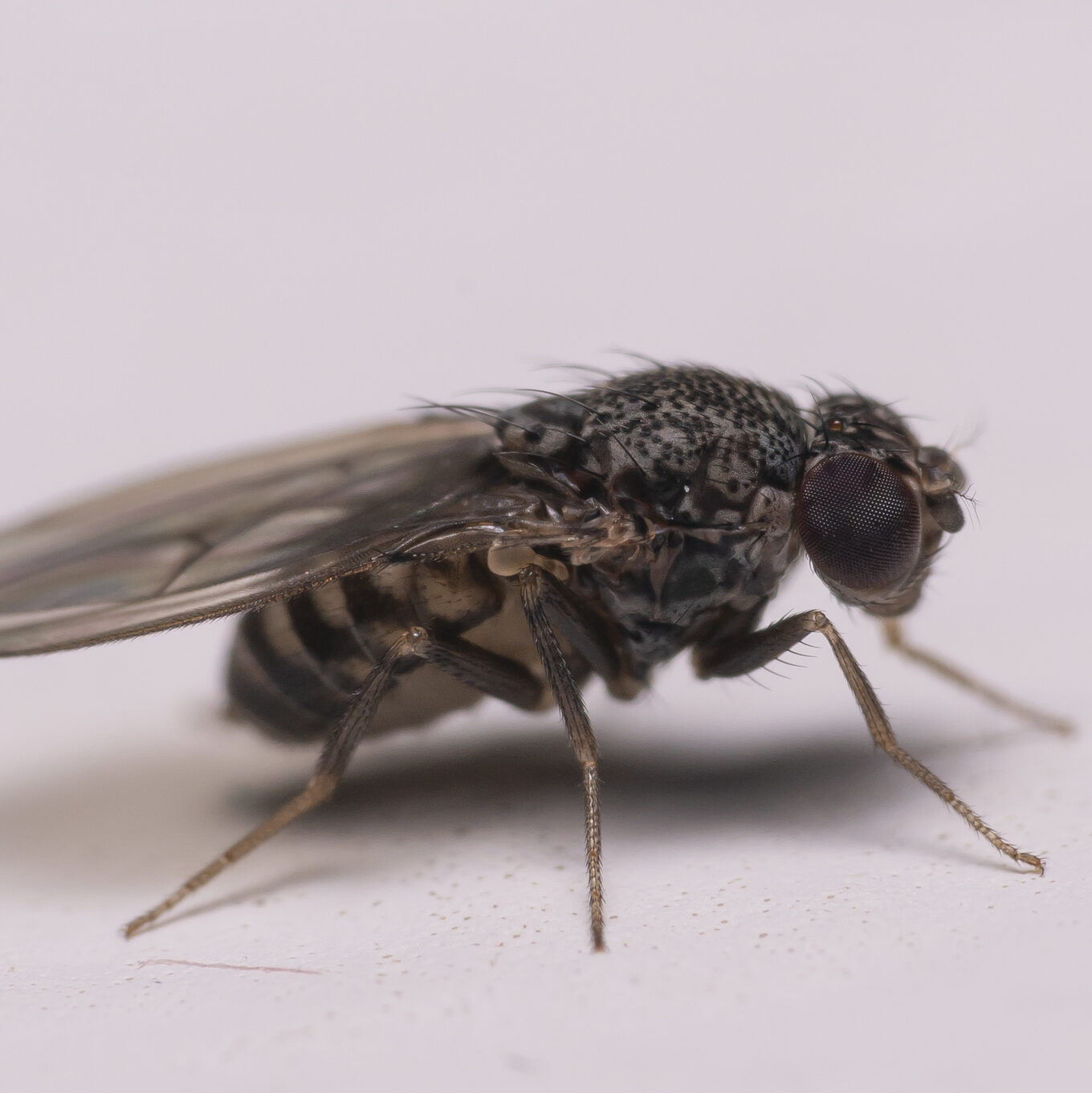 Dark eyed fruit fly resting on gray surface.