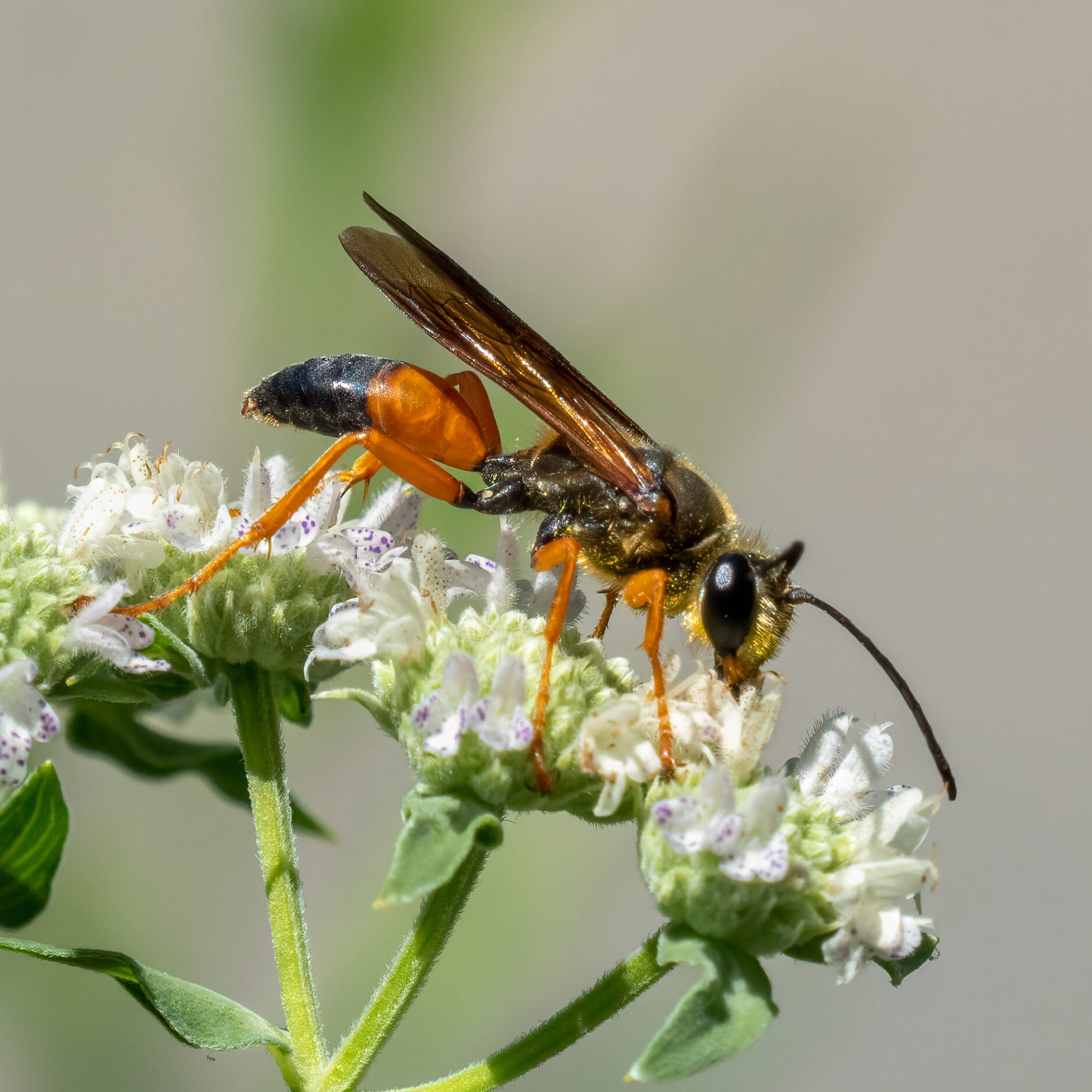 Orange and black wasp resting on three small white flowers.