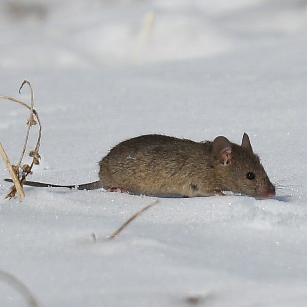 brown mouse laying in snow.