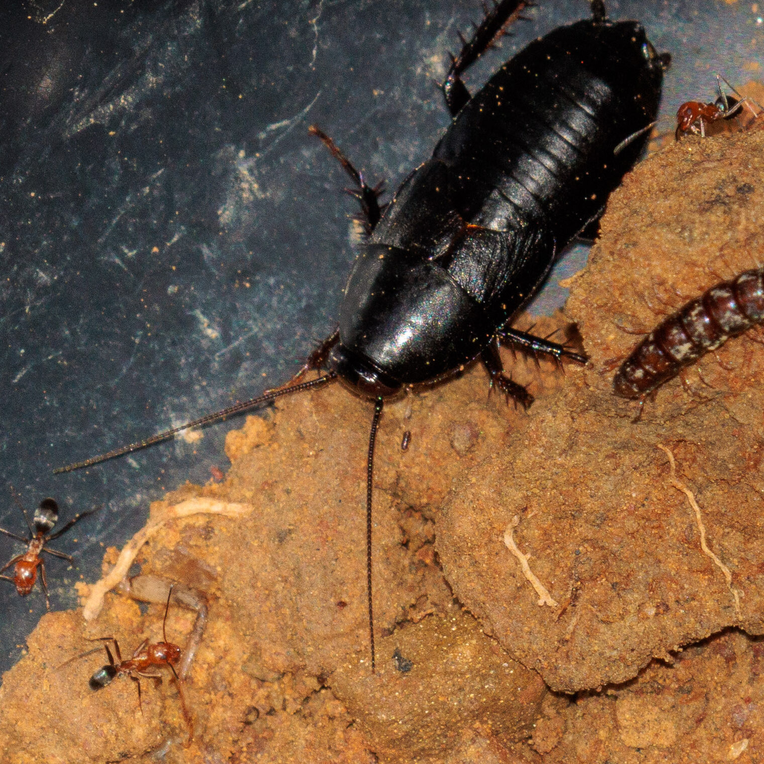Black oriental cockroach on a brown substrate surrounded by nymphs and small ants.