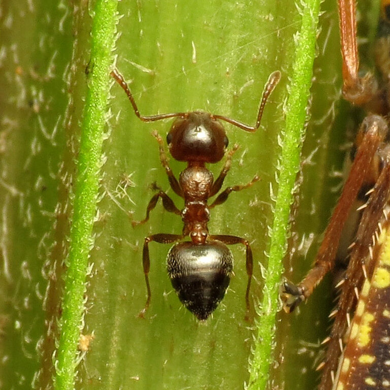 Brown ant with a heart shaped abdomen climbing the stem of a green plant.