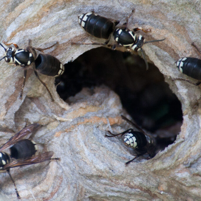 bald faced hornet