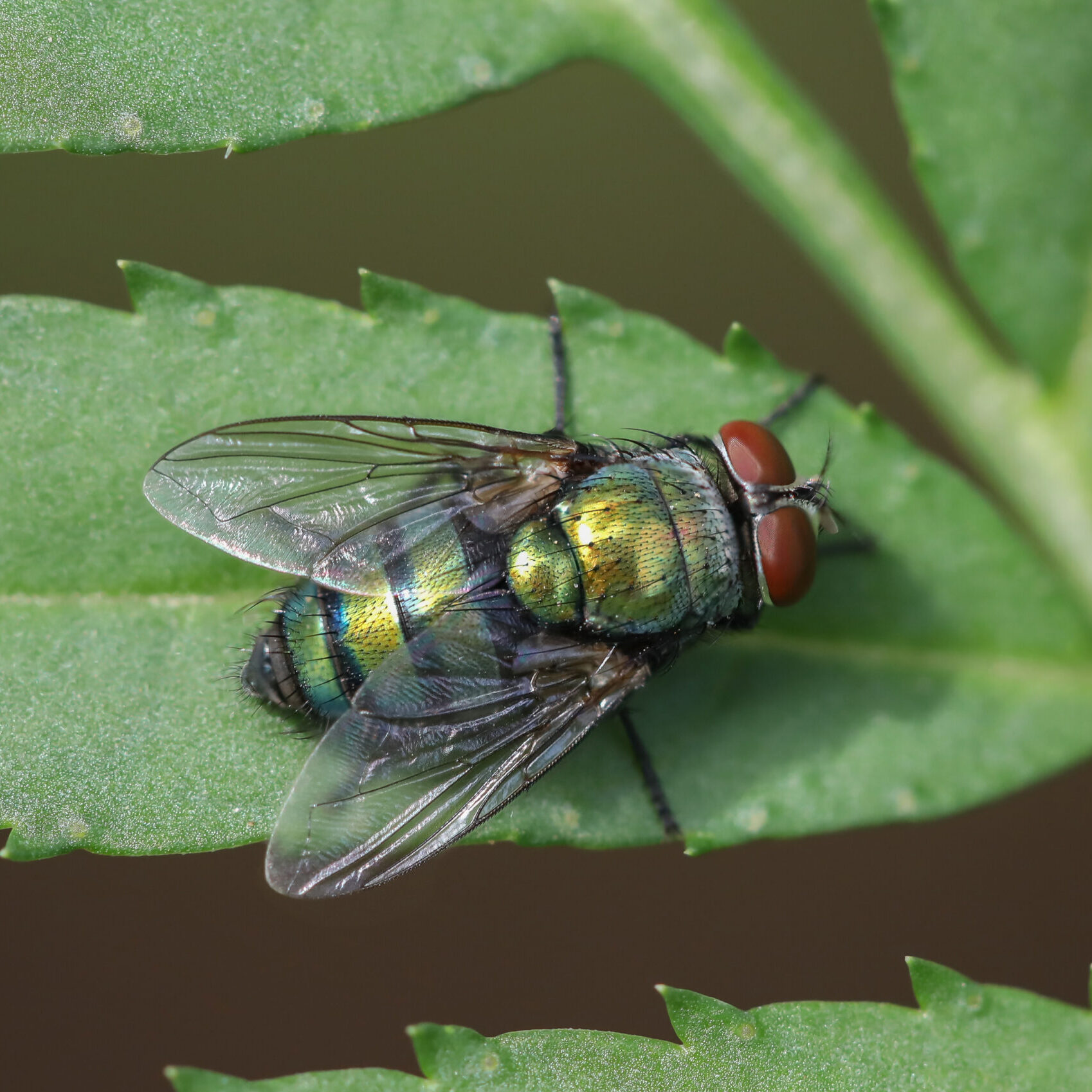 Iridescent green blow fly on a leaf.