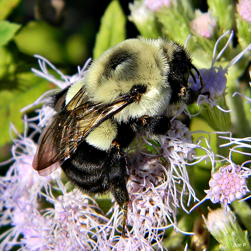 yellow and black bumblebee resting on a cluster of pinkish purple flowers.