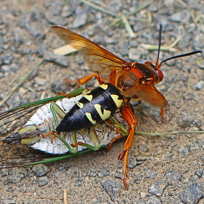 large red wasp with black and yellow abdomen on top of an overturned cicada.