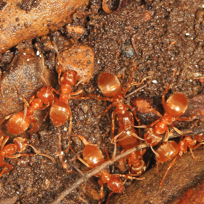 Several orange ants on a dirt substrate.