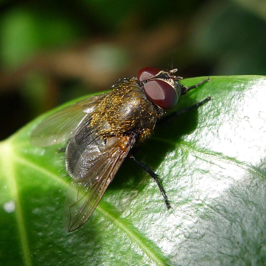 Fly with golden hairs on thorax resting on a green leaf.