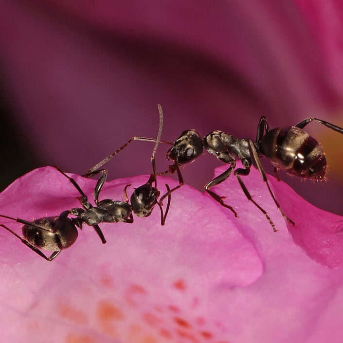 Two shiny black ants on a pink flower petal.