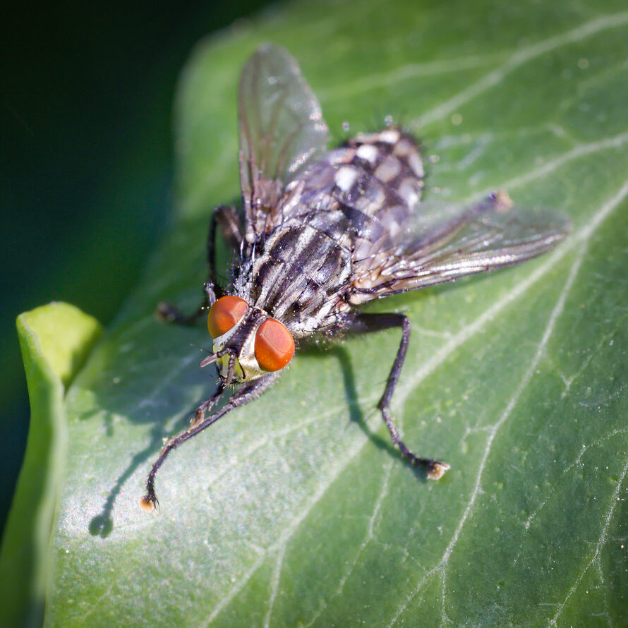 Flesh fly resting on green leaf.
