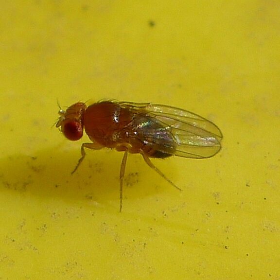 Red fruit fly resting on yellowish green surface.