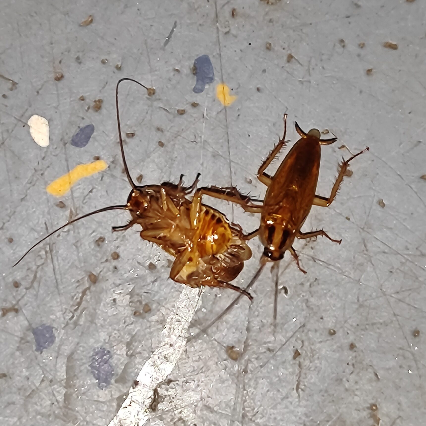 German cockroach feeding on another dead cockroach.