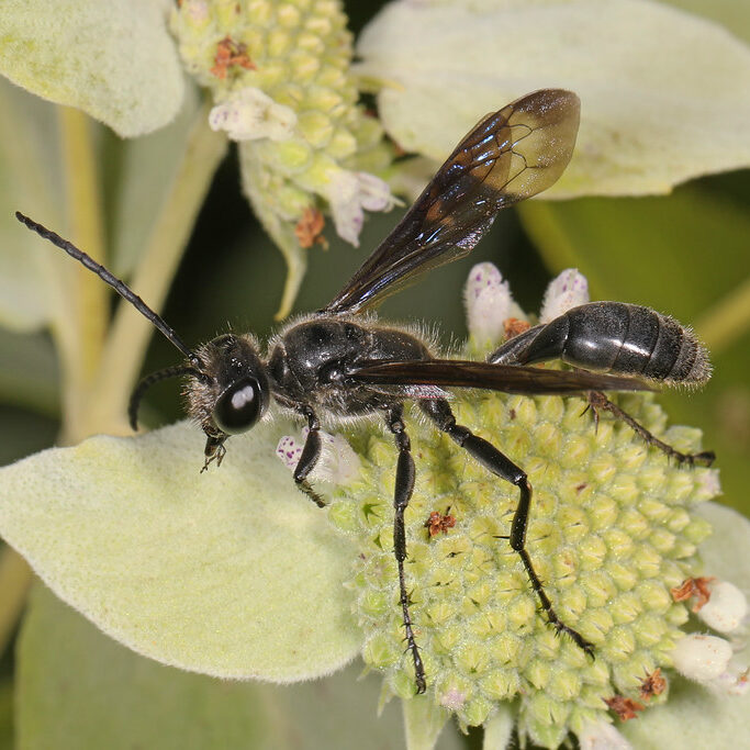 black wasp with thin waist resting on composite flower buds