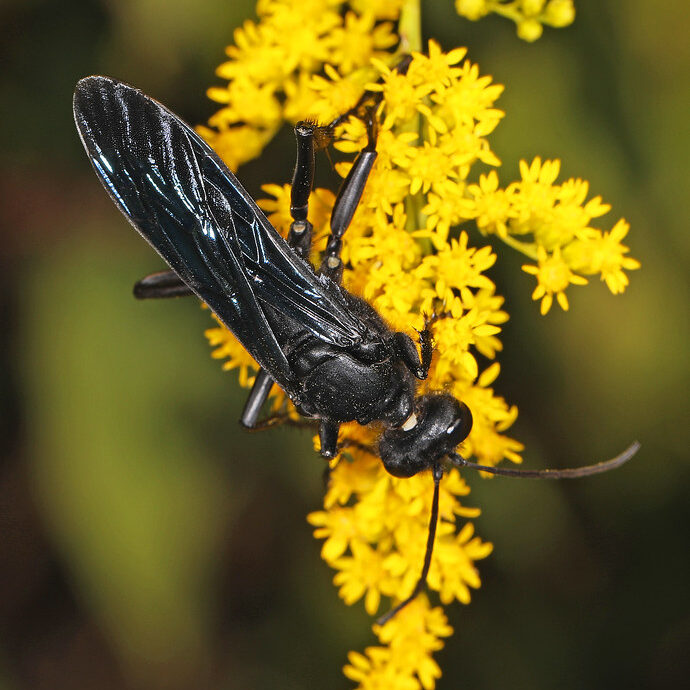 large black wasp resting upside down on a cluster of small yellow flowers.