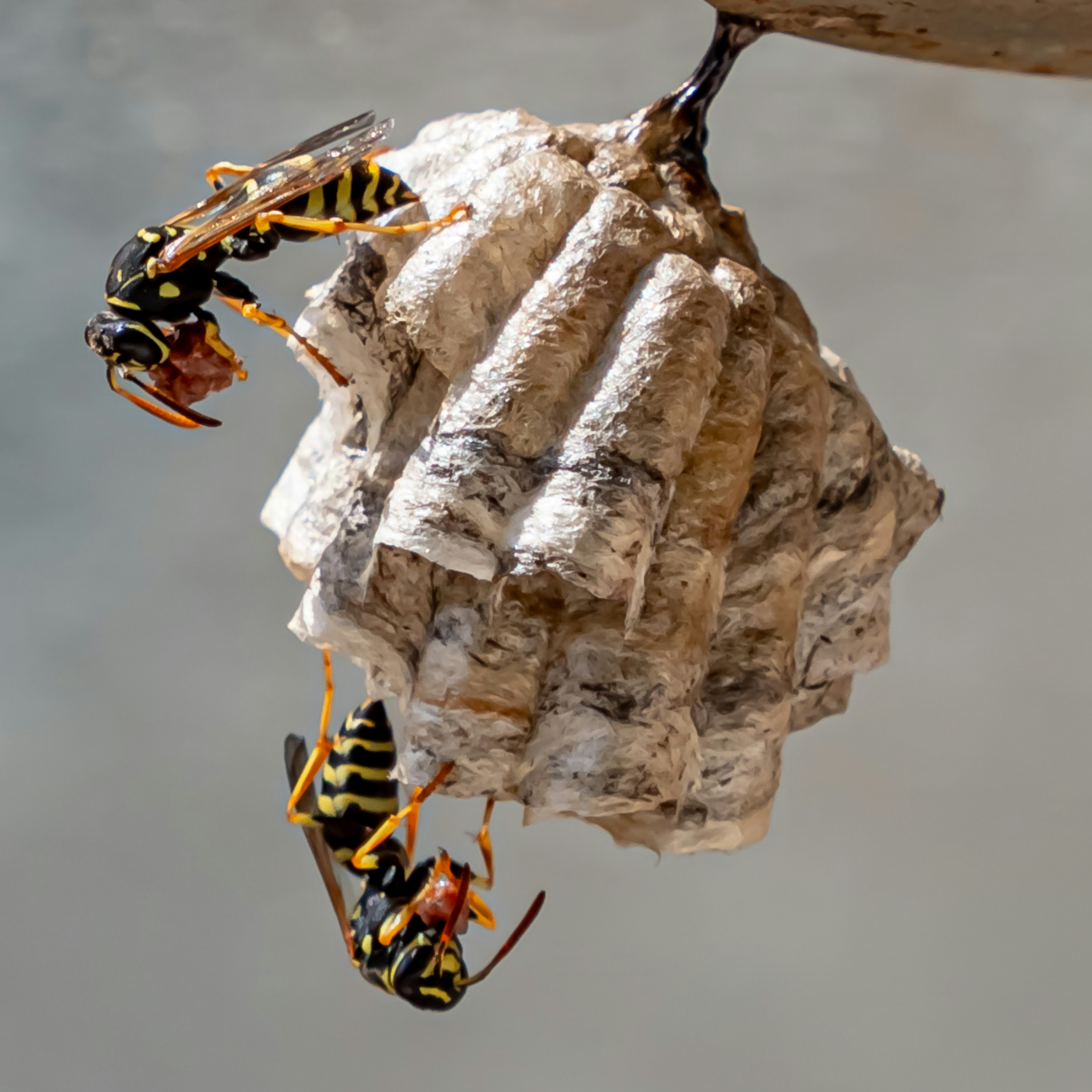 Two yellow and black wasps upside down on a small hanging paper nest.