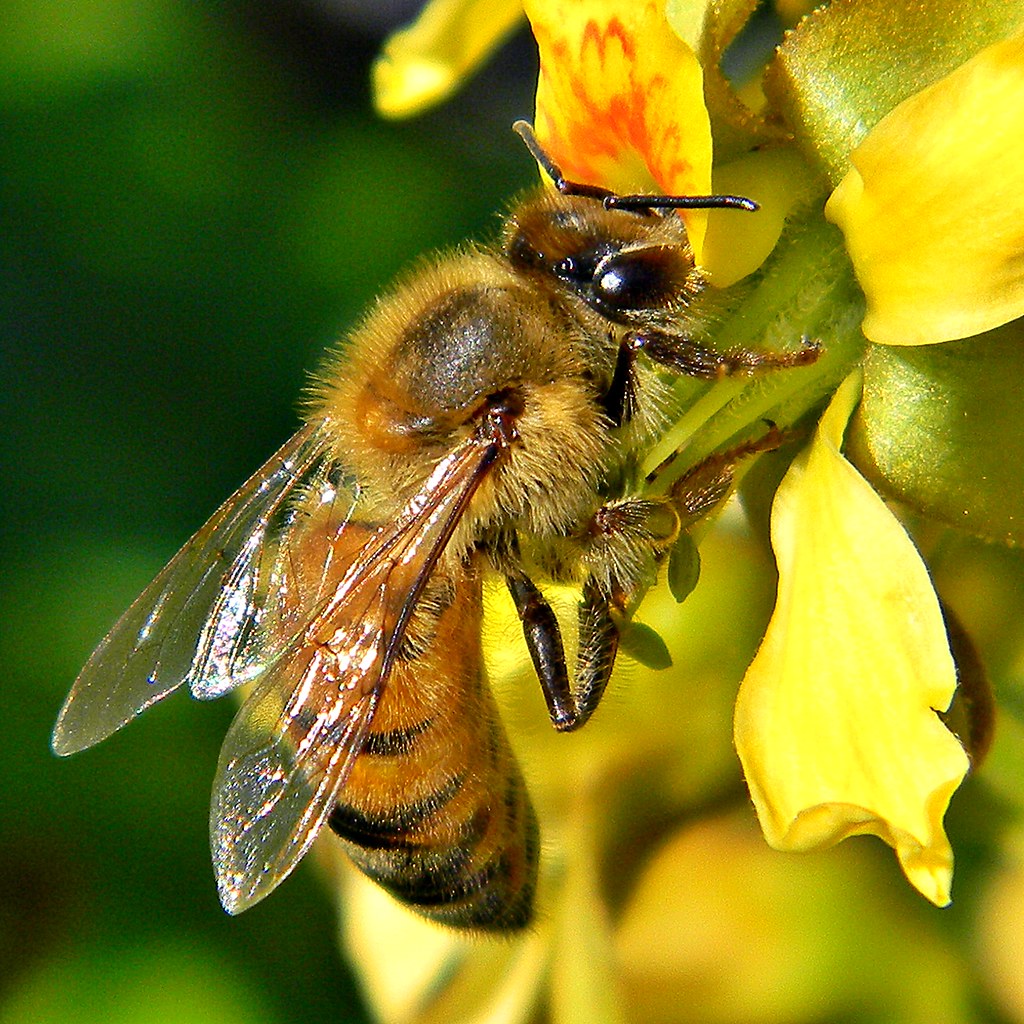 honey bee taking pollen from a gray nickerbean plant