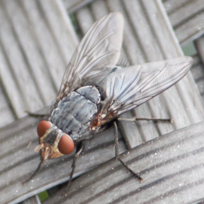 House fly resting on a crosshatch pattern.