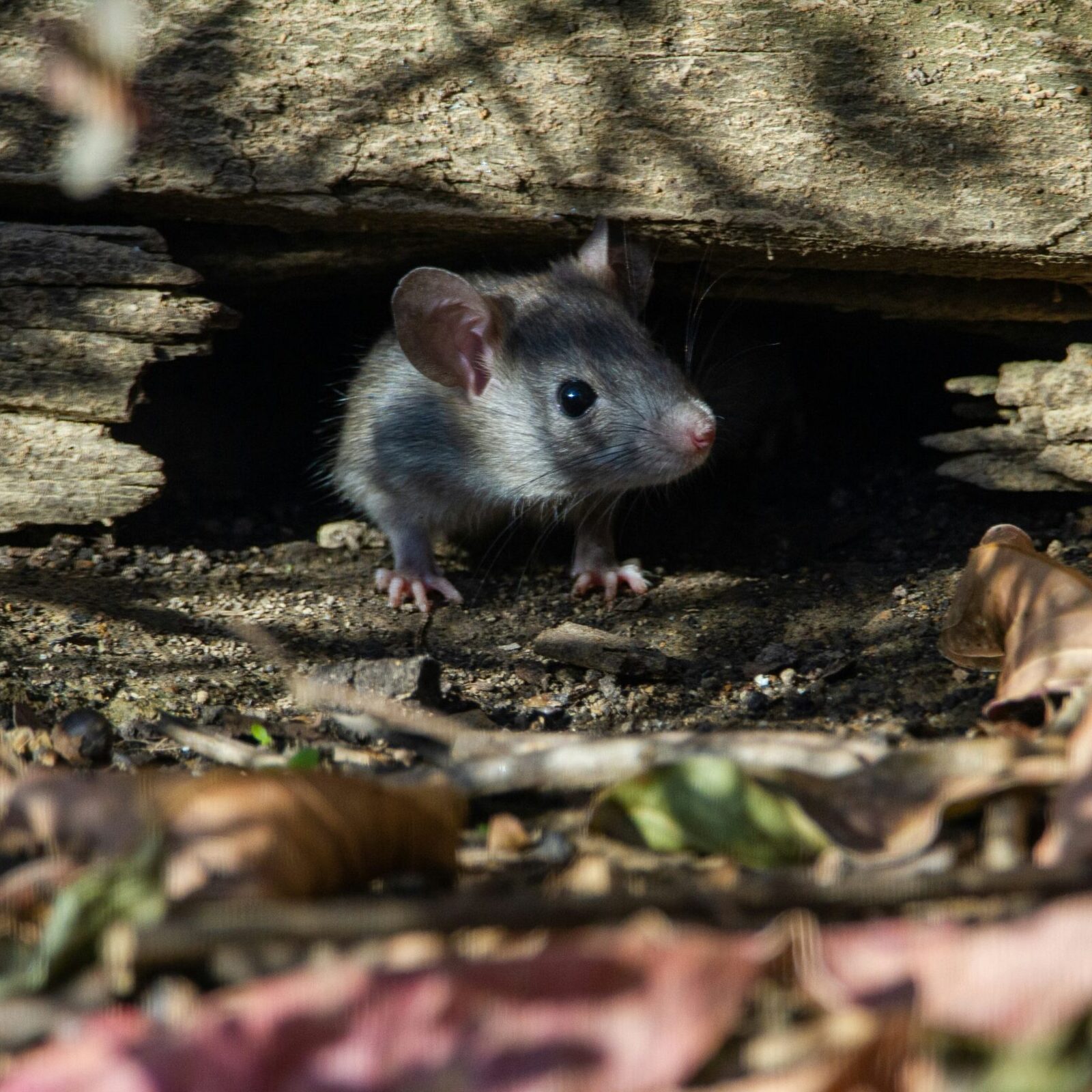 Joshua J Cotten WUkFUxqXyHU Unsplash Scaled E1774902506482