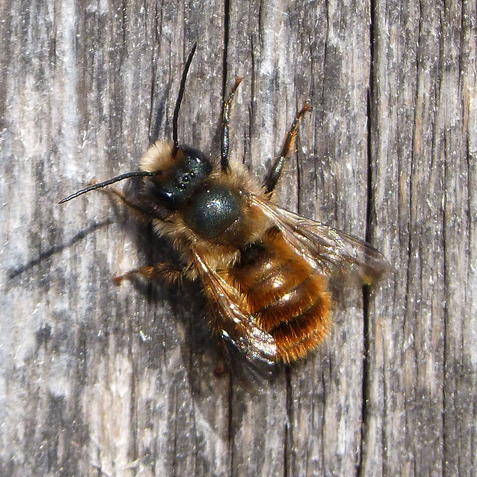red mason bee resting on worn wooden fence
