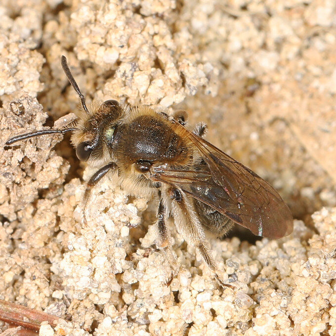 mining bee