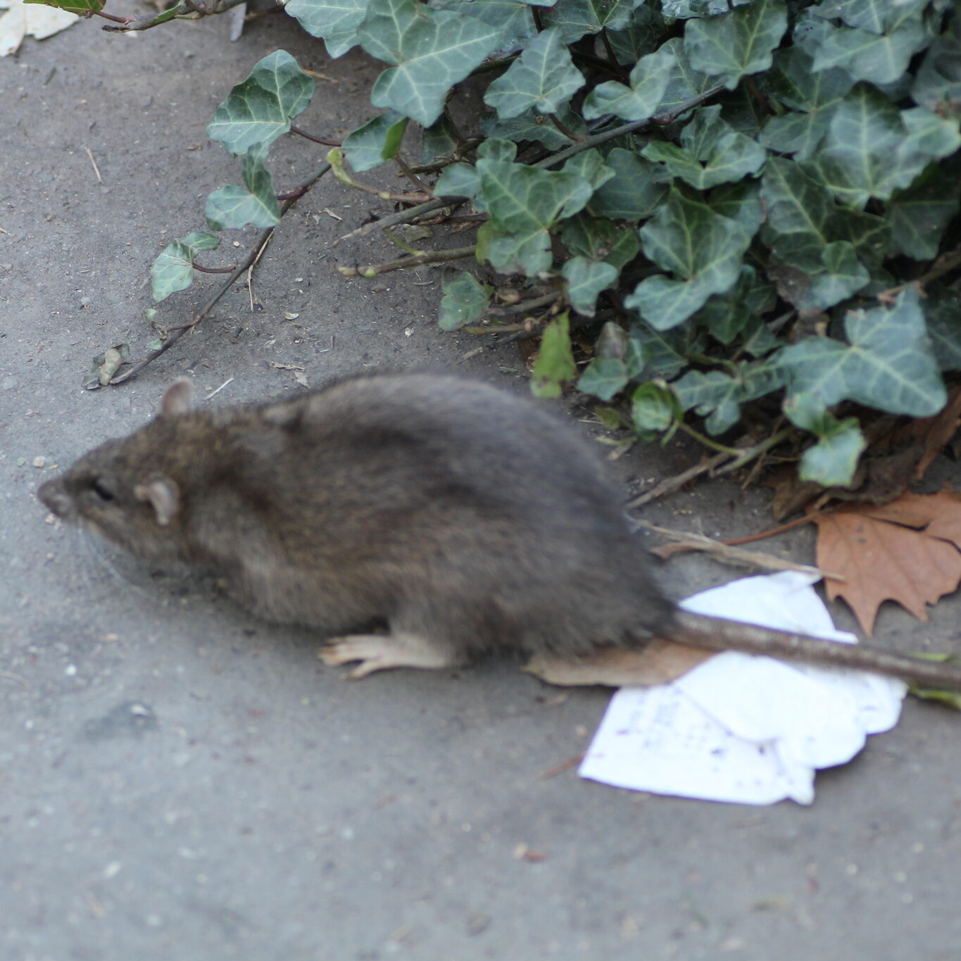 Norway rat on concrete.