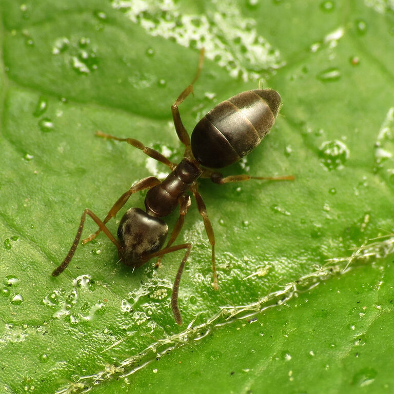 Brownish black ant on a green leaf.