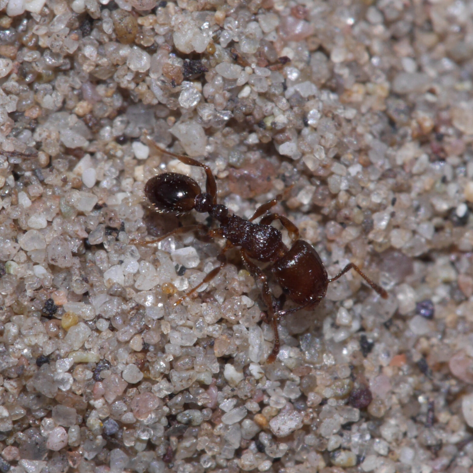 Brown ant on a sandy surface.