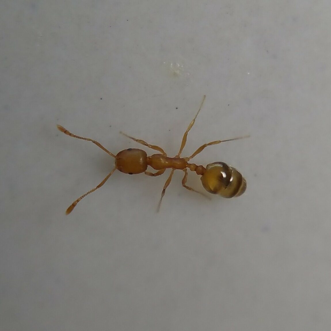 Small yellow ant on a white background under low lighting.