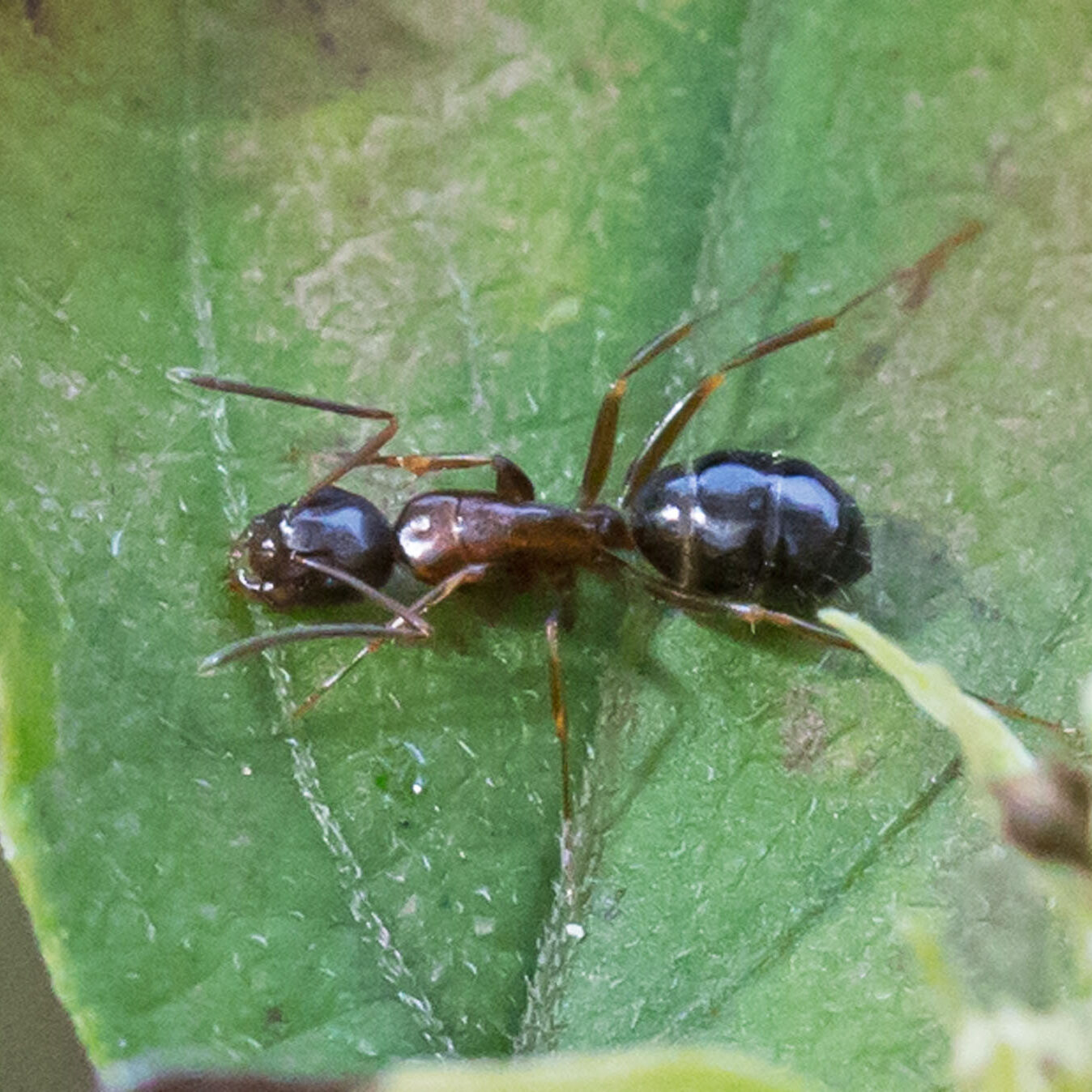 Black ant with reddish thorax resting on a green leaf.