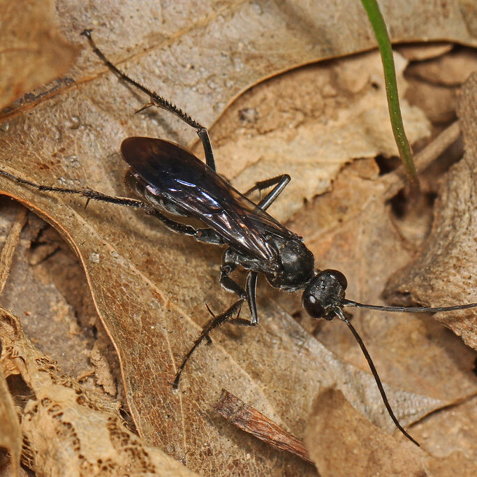 black wasp on fallen brown leaves