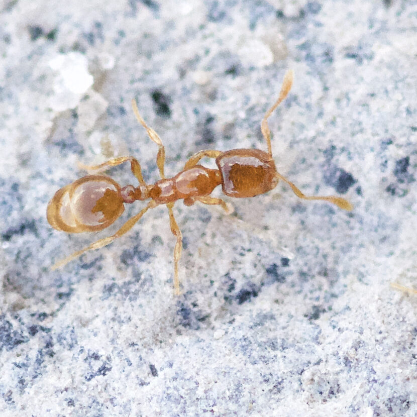 Small yellow ant on a white granite countertop.