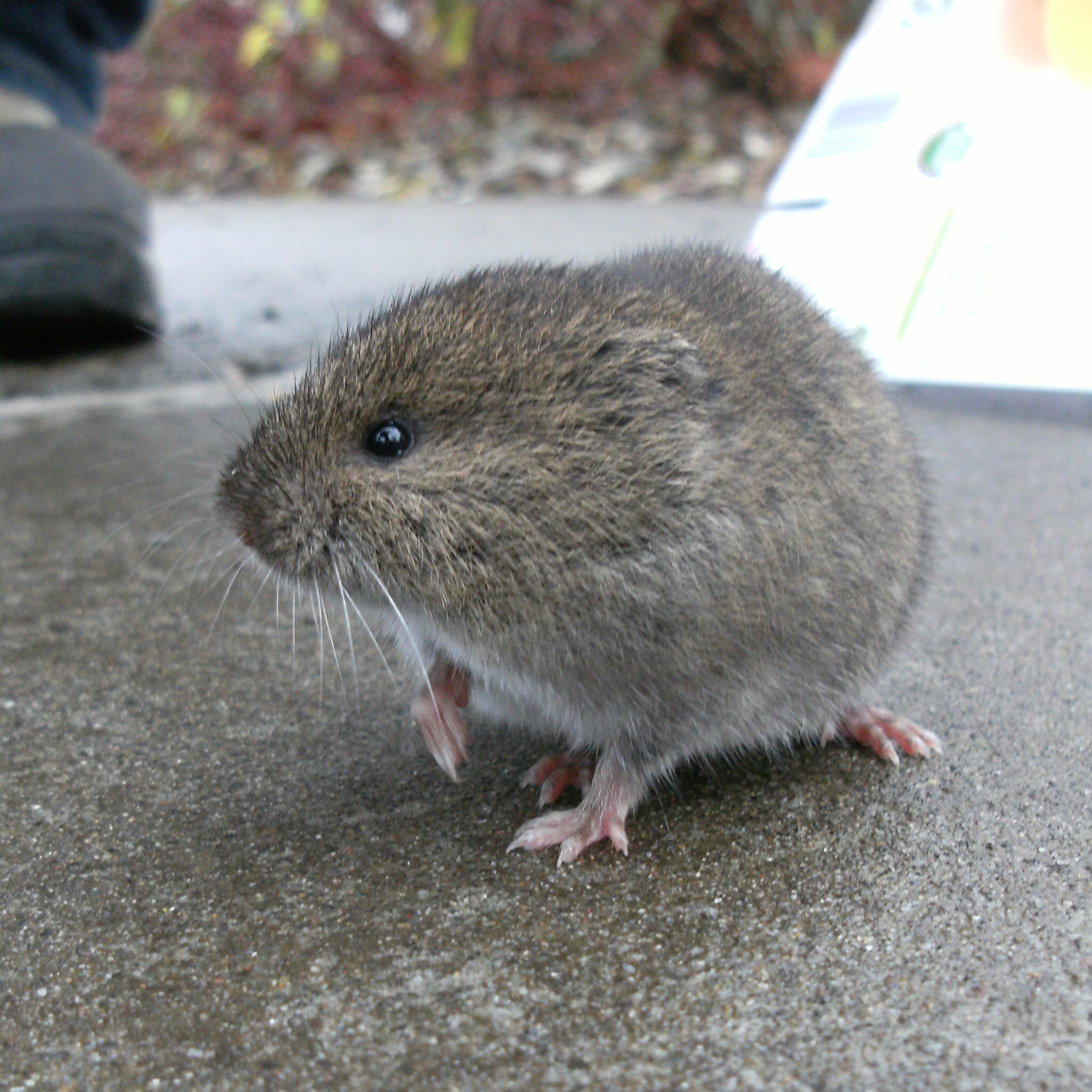 Vole standing on a concrete surface.