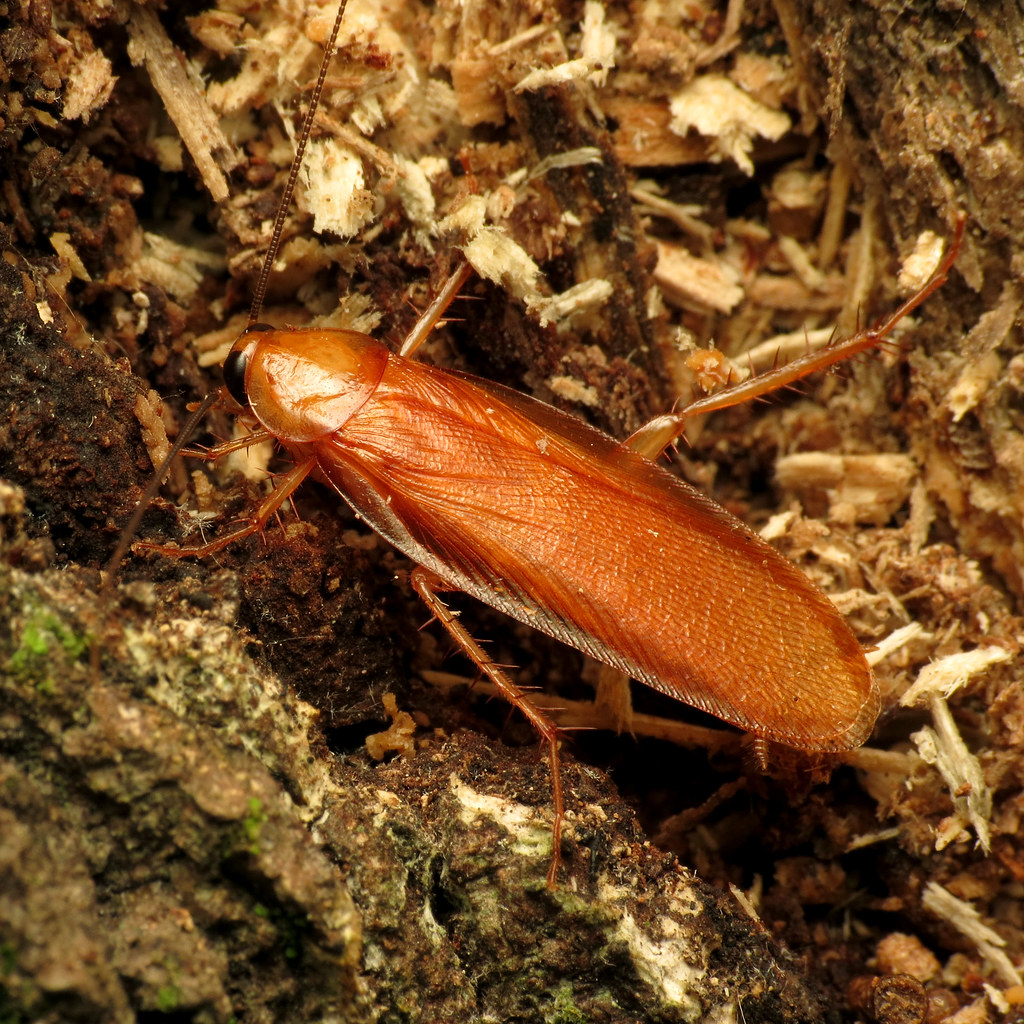 Golden cockroach on decomposing wood.