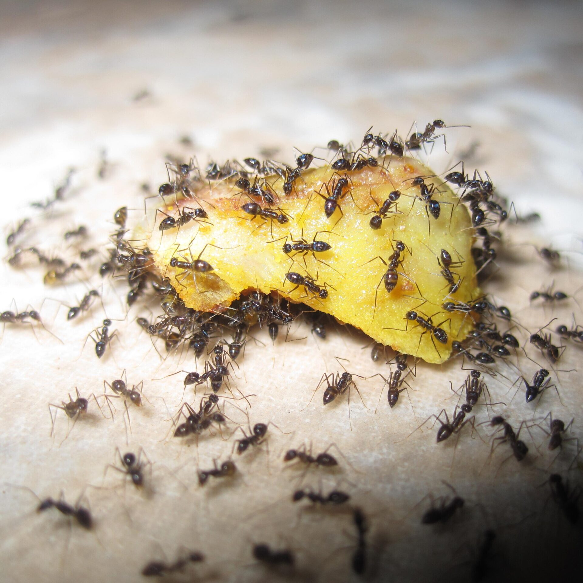 ants eating