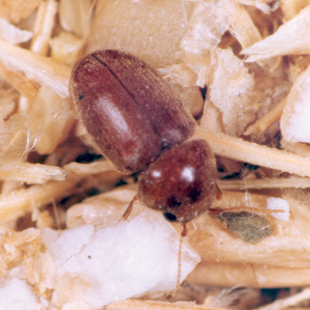 Cigarette beetle resting in debris.