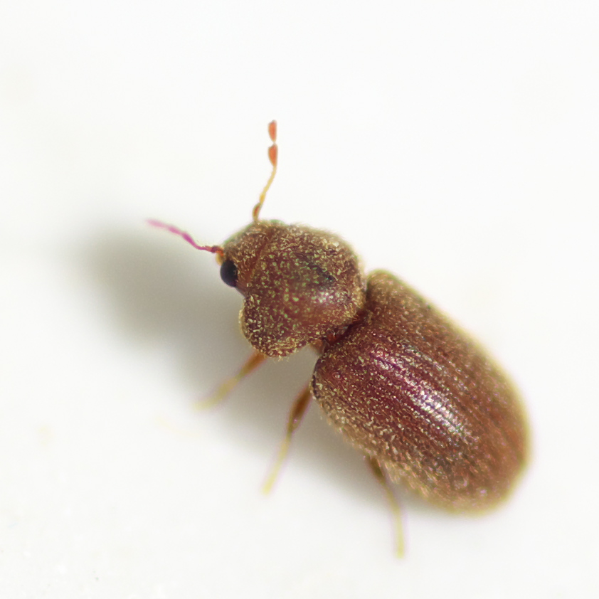 Drugstore beetle on a white background.