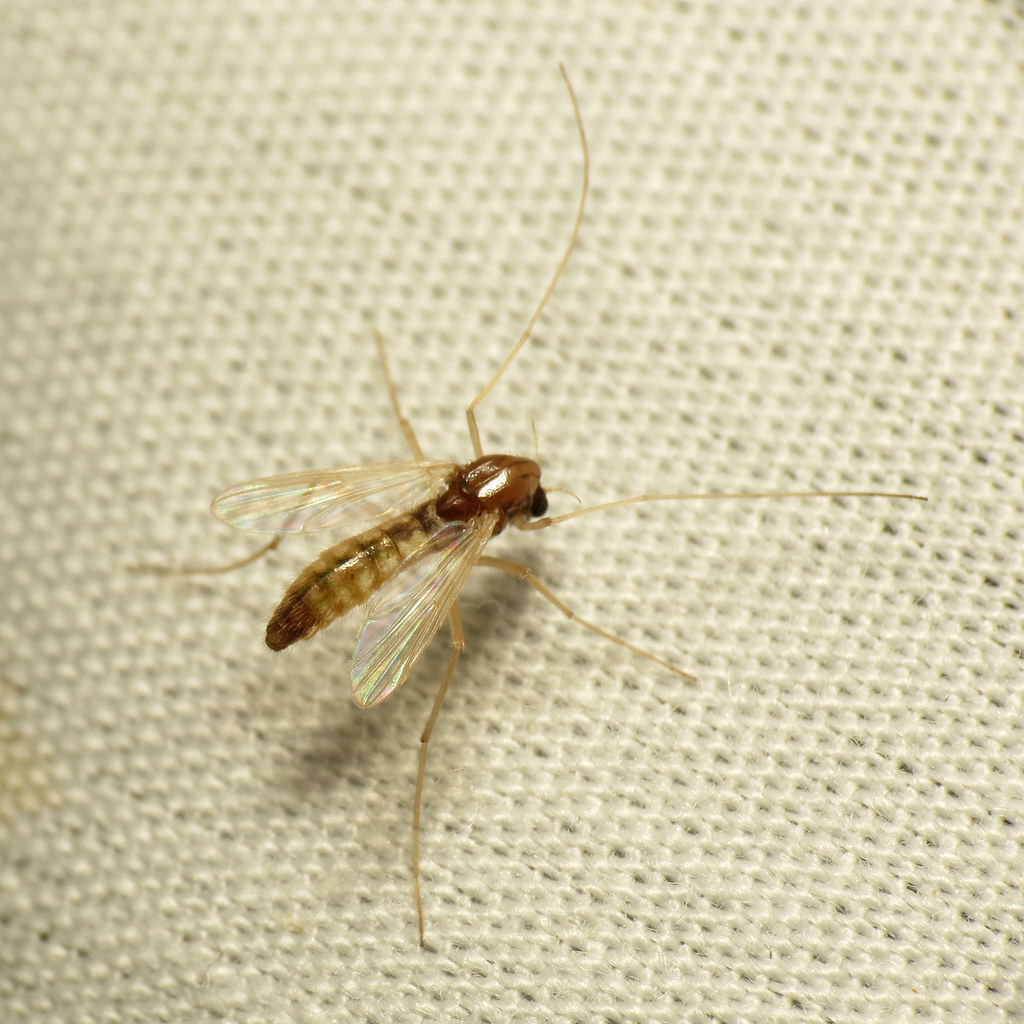 Midge resting on a napkin.