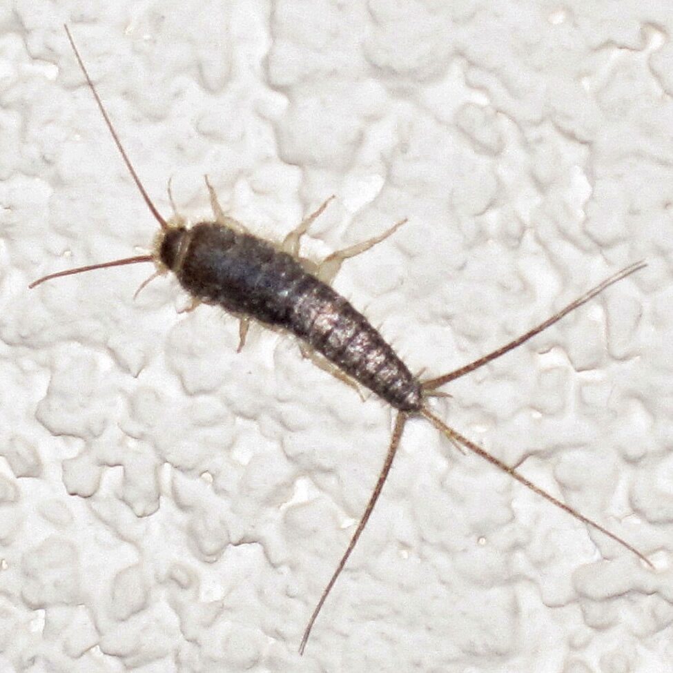 Silverfish resting on a white surface.