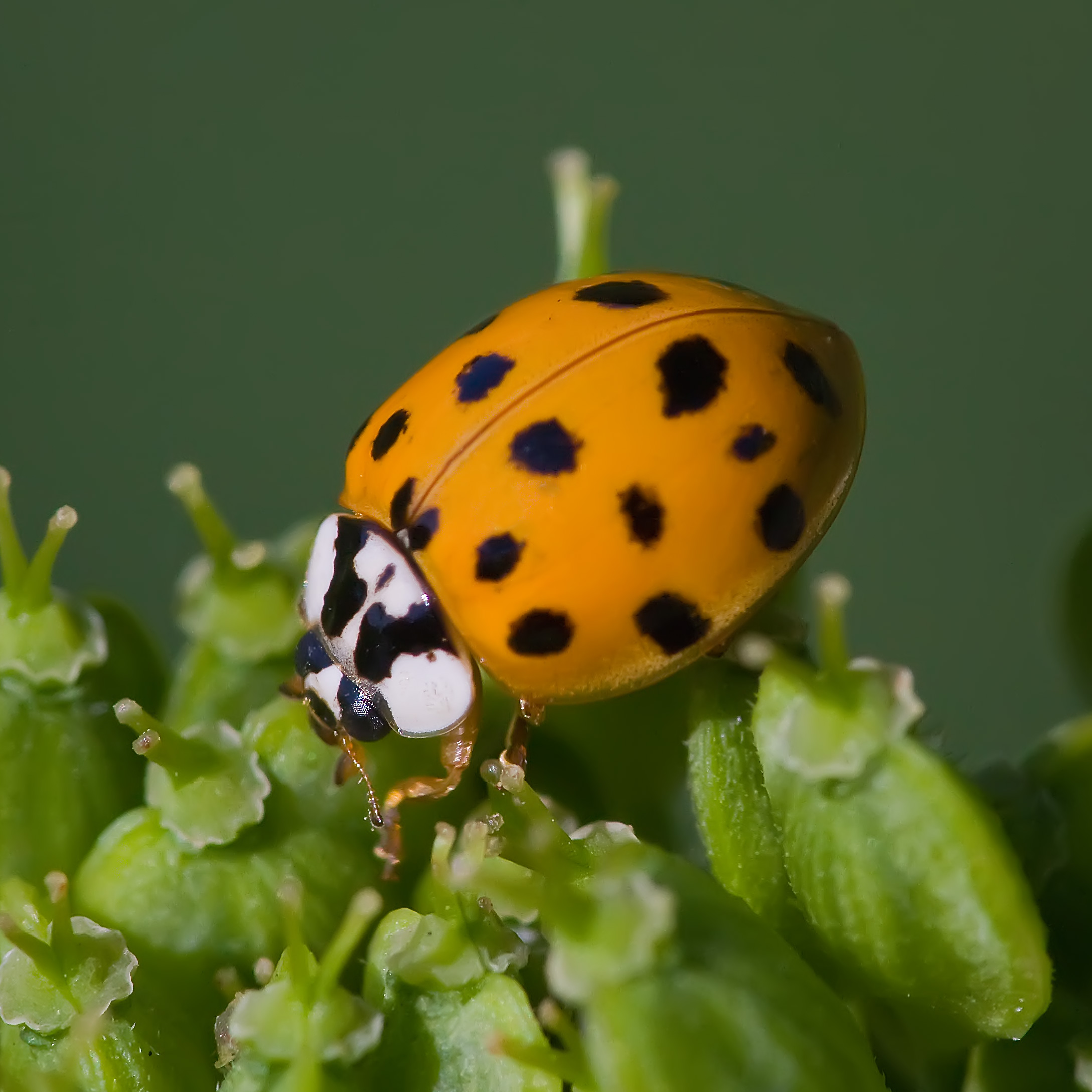 Asian lady beetle resting on a green plant.