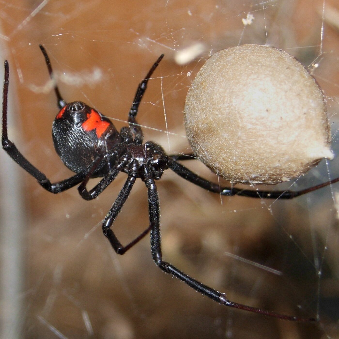 A black widow spider in a web.