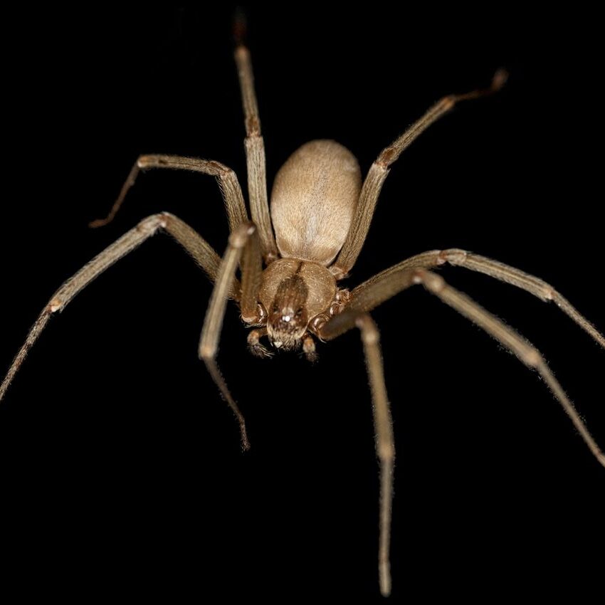 Brown recluse spider on a black background.
