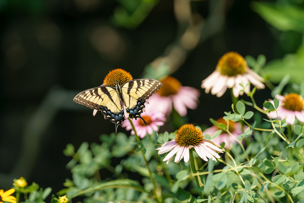 Tiger swallowtail butterfly on pink coneflowers.