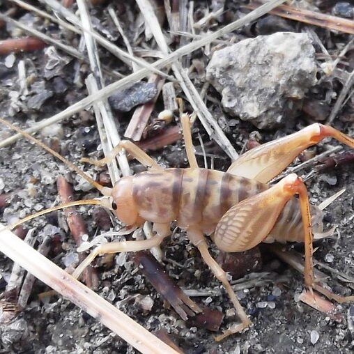 Pale camel cricket on dry grass and dirt.