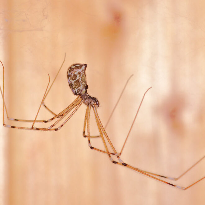 Spider hanging from a web in front of a light brown background.