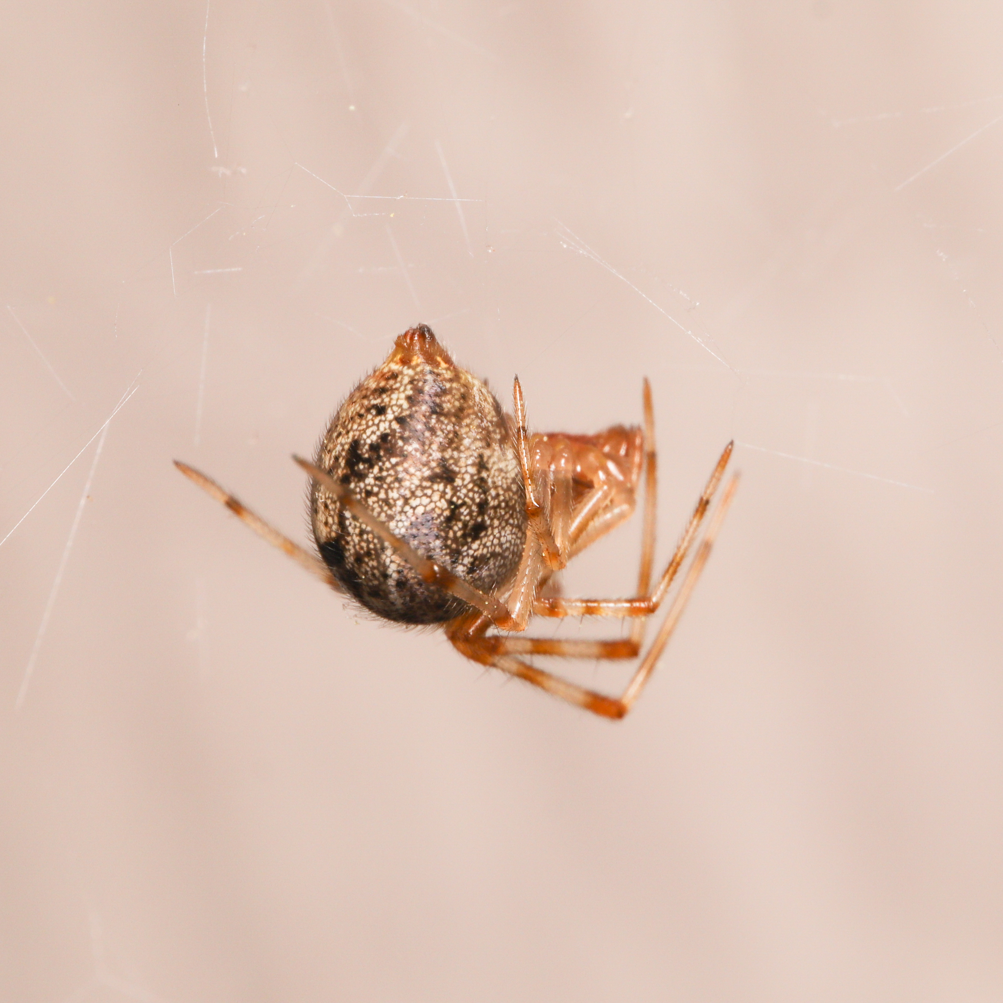 Curled up common house spider hanging in front of a light tan background.