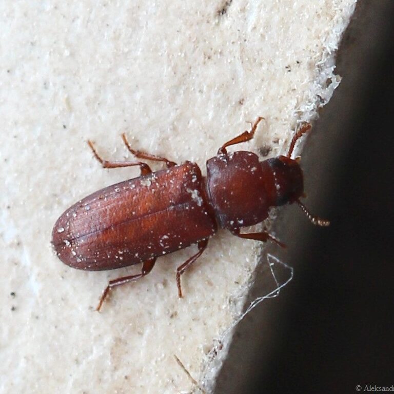 confused flour beetle