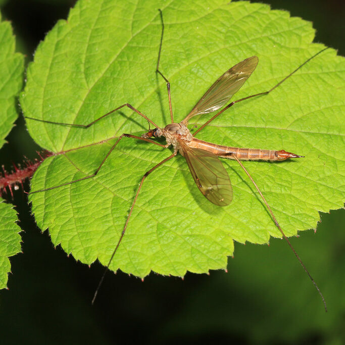 Crane fly resting on a green leaf.
