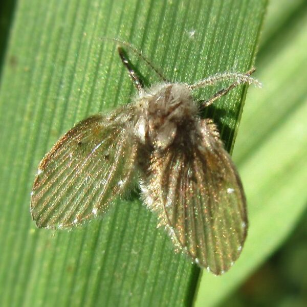 Drain fly resting on a green leaf.